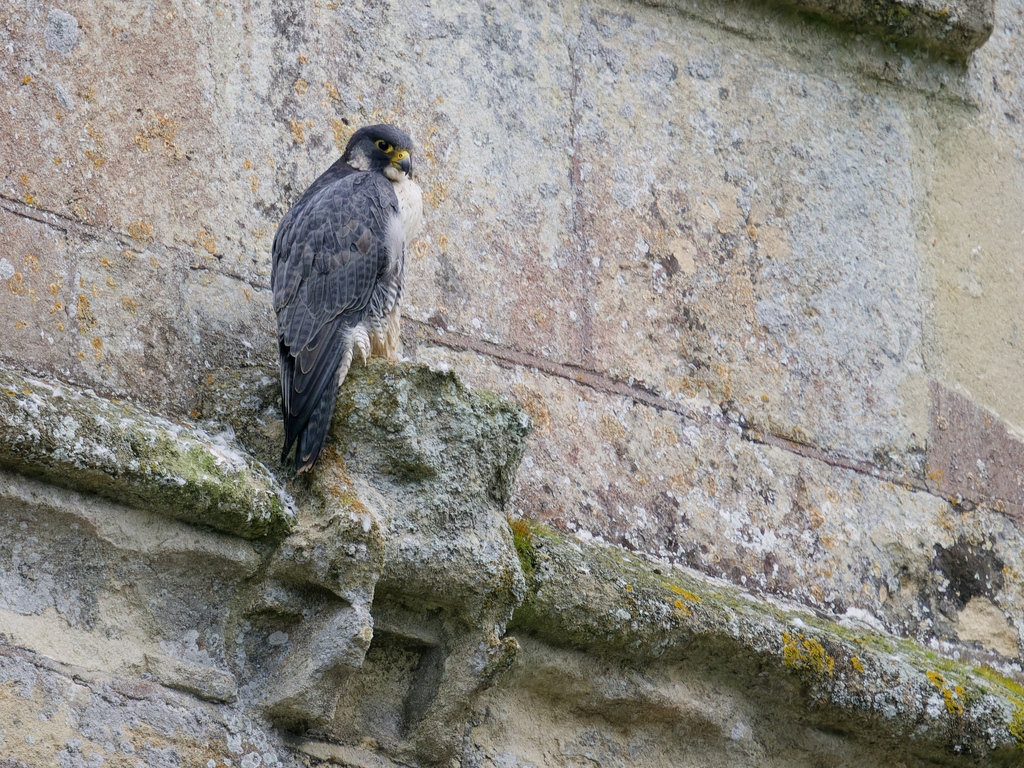 Peregrine Falcon